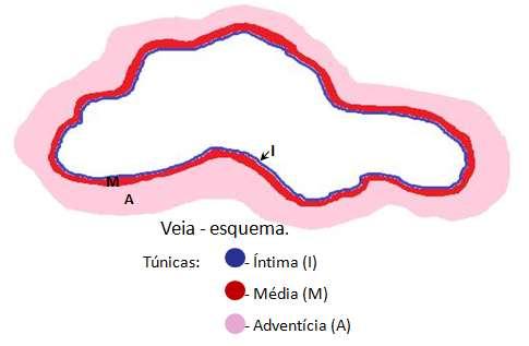 mais espessa: Tecido conjuntivo denso não