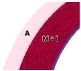 Artéria de grande calibre Íntima (I): ocupa 20% da espessura da parede.