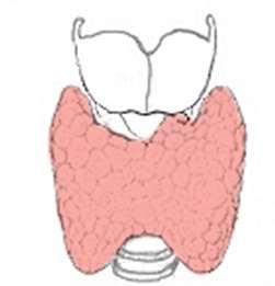 Tireóide e Paratireóides A glândula tireóide está localizada na região anterior do pescoço, adjacente à laringe e à traquéia.