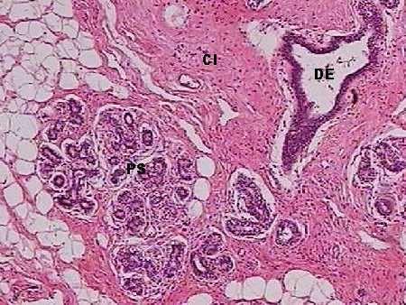 Glândula Mamária CI DE PS HE - 40x Glândula mamária: porções