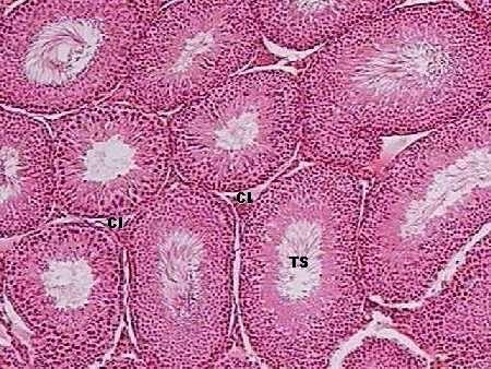 Testículo Túbulos seminíferos (TS)