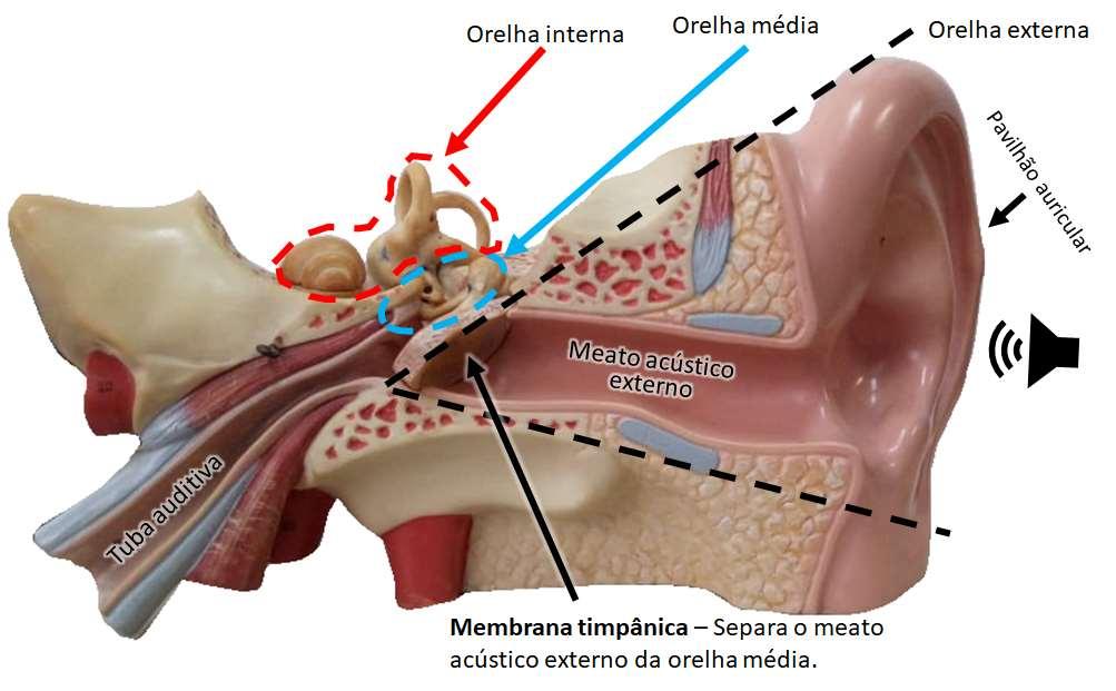 1. Orelha externa capta sons do ambiente e os direciona pelo meato acústico externo até a membrana timpânica.