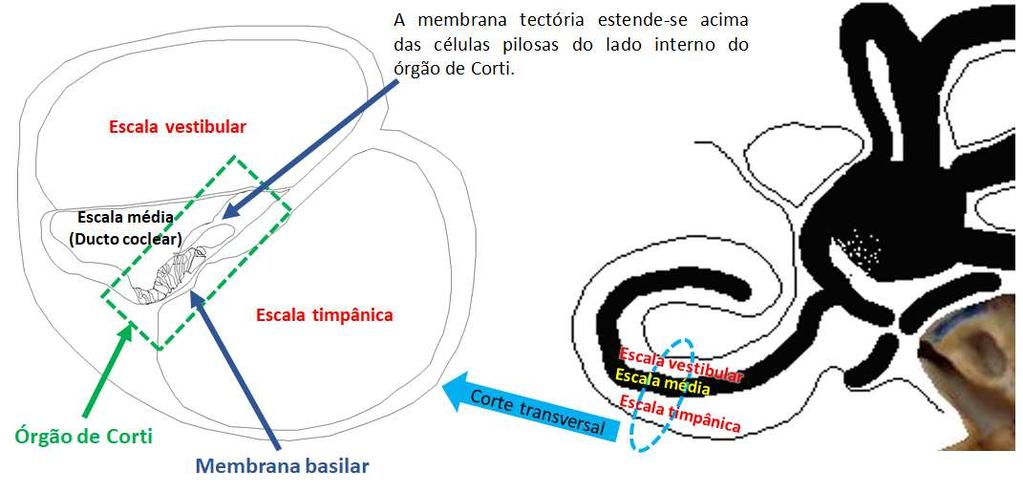 O Órgão de Corti localiza-se na rampa média e se estende por todo comprimento da membrana basilar. Contém células pilosas (receptores sensoriais).