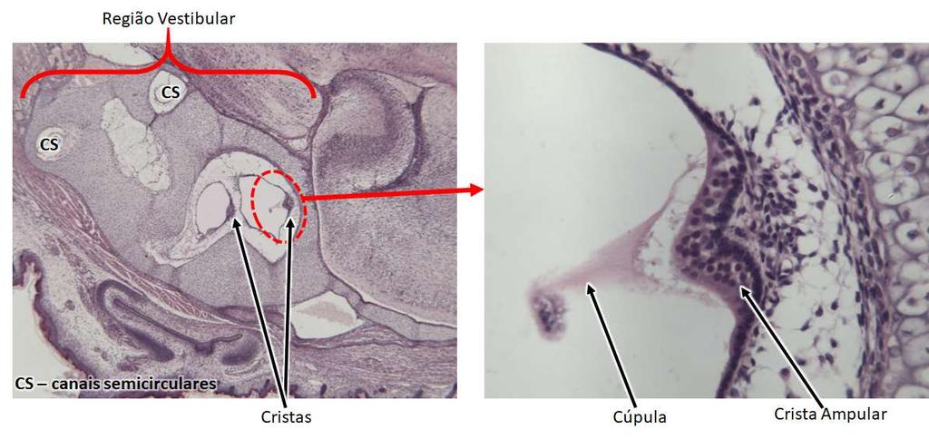 Orelha interna Cristas são saliências de do epitélio espessado situadas na ampola de cada canal semicircular, perpendicularmente ao seu eixo maior.