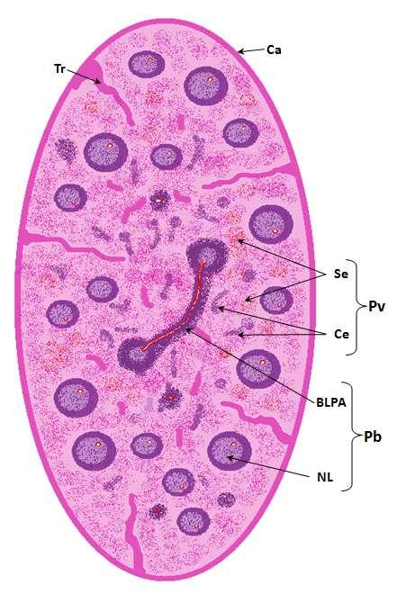 Baço Cápsula (Ca) - Constituída por tecido conjuntivo onde podem ser observadas células musculares lisas.