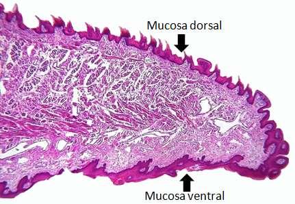 Língua (corte sagital da região anterior) A mucosa da língua é formada por tecido epitelial plano estratificado e tecido conjuntivo.