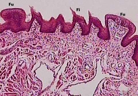 (elevações da mucosa): - Papilas filiformes: pontiagudas e queratinizadas (queratina mole, em rosa); - Papilas filiformes exclusivas do gato: grandes, pontiagudas e com