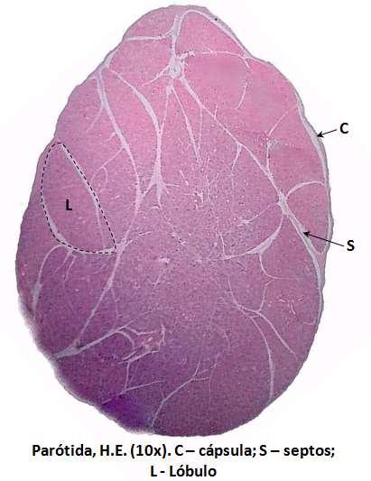 Glândula salivar serosa (Parótida) (Glândula exócrina acinosa composta) Cápsula - constituída de tecido conjuntivo que envia septos para o interior do órgão, delimitando lóbulos.