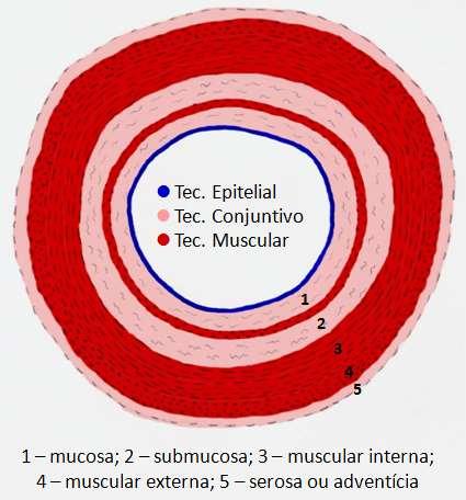 Estrutura geral do tubo digestivo (corte transversal) 1. Túnica mucosa: a) Epitélio: varia de acordo com o segmento do tubo digestivo; b) Lâmina própria: é também chamada de córion ou cório.