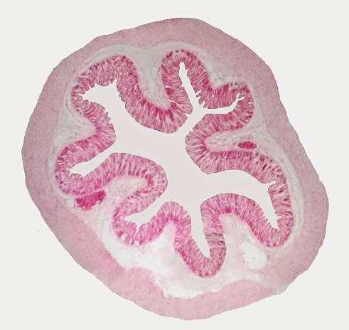 1. Mucosa: a) Epitélio - cilíndrico simples. As células caliciformes são bem evidenciadas. As células absortivas apresentam microvilos que são visíveis somente ao M.E. b) Lâmina própria - tecido conjuntivo com glândulas intestinais ou de Lieberkhün.