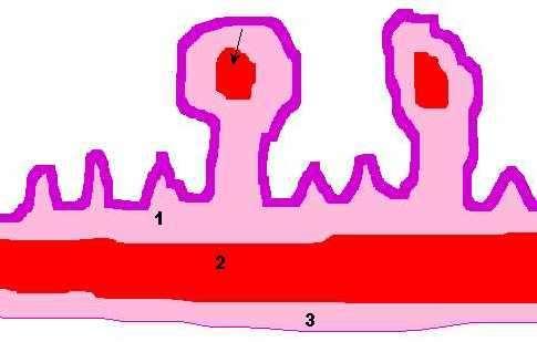 Retículo C Mucosa: apresenta papilas (pregas secundárias) e cristas (pregas primárias) Epitélio - pavimentoso estratificado queratinizado.