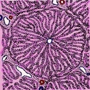 Fígado Veia centro lobular: Está colocada mais ou menos no centro do lóbulo,
