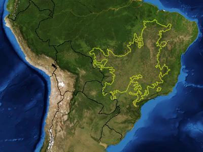As savanas brasileiras, o Cerrado e a Caatinga são uma vegetação que tem diversas