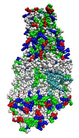 Hidrofílica Hidrofóbica Hidrofílica Interação Intermoleculares 2) As cadeias L e M apresentam preponderância de resíduos de aminoácidos hidrofóbicos na superfície da proteína, como indicado na figura