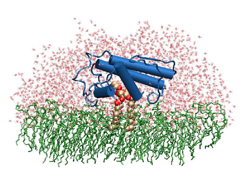 Interação Intermoleculares Estudos estruturais das fosfolipases A2 lançaram as bases moleculares para o entendimento da atividade miotóxica.