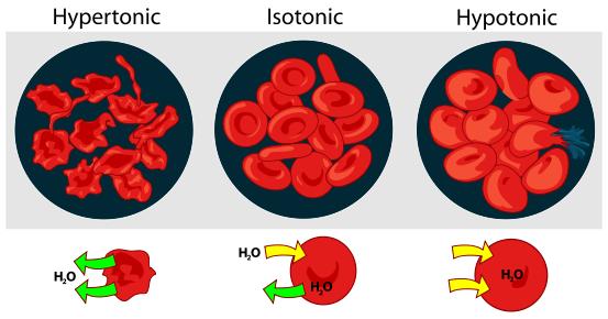 Osmose A hemácias apresentam alta permeabilidade na membrana, com uma concentração intracelular aproximada de 0,85 % de NaCl, em condições fisiológicas.