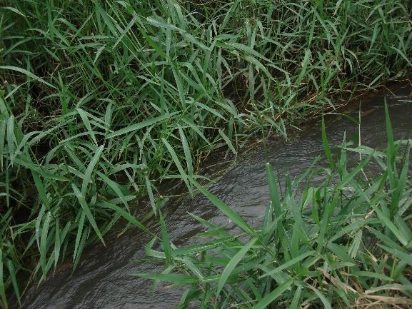 32 Figura 7 - Local de realização das coletas na Reserva Particular do Patrimônio Natural Fazenda Santa Beatriz do Carnijó, no município de Moreno, Região Metropolitana de Recife em Pernambuco, nos