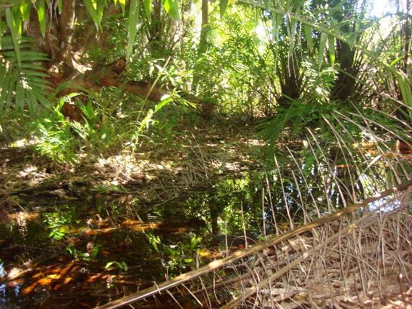 A RPPN possui área de 76,21 ha composta por restinga (campo inundável e não-inundável e floresta nãoinundável) e manguezal, dentro de uma área
