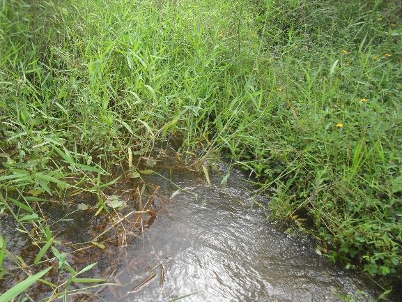 34 São Luiz (Luiz Antônio Borges de Queiroga Cavalcanti) com 90 ha com Mata Atlântica, no município de Catende e distrito de Laje Grande (AGÊNCIA..., 2014).