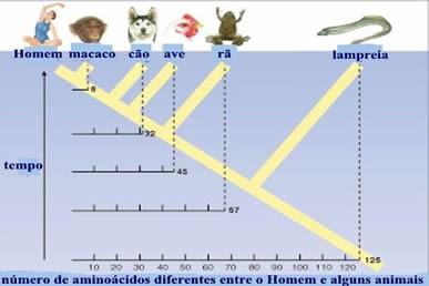 RNA associado à cromatina: 3% O conteúdo do DNA e a