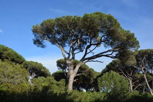 I Novas regras para as pinhas de Pinus pinea DECRETO-LEI N.
