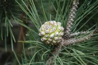 DECLARAÇÃO DE PINHAS I Novas regras para as pinhas de Pinus pinea Quem está abrangido?