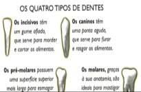 OS DENTES O que são? Os dentes são estruturas mineralizadas, duras e resistentes.