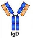 IgE IgG IgM Liga-se a alérgénios e desencadeia a libertação de histaminas dos mastócitos, também