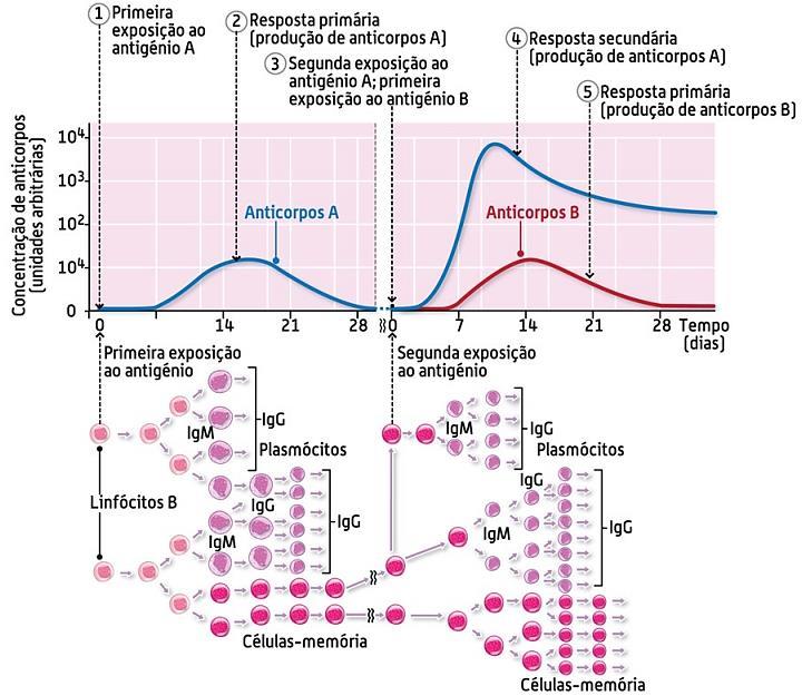 Concentração de