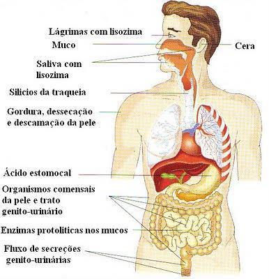 Defesas não específicas As barreiras mecânicas e os agentes locais defendem o corpo contra os invasores.