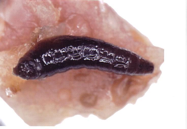 Larva em