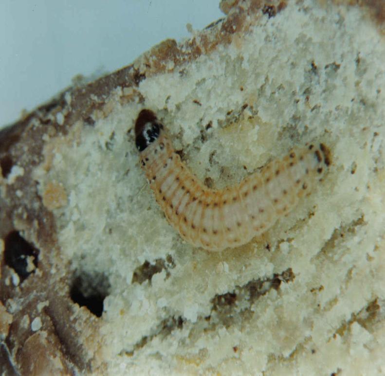 Larva em