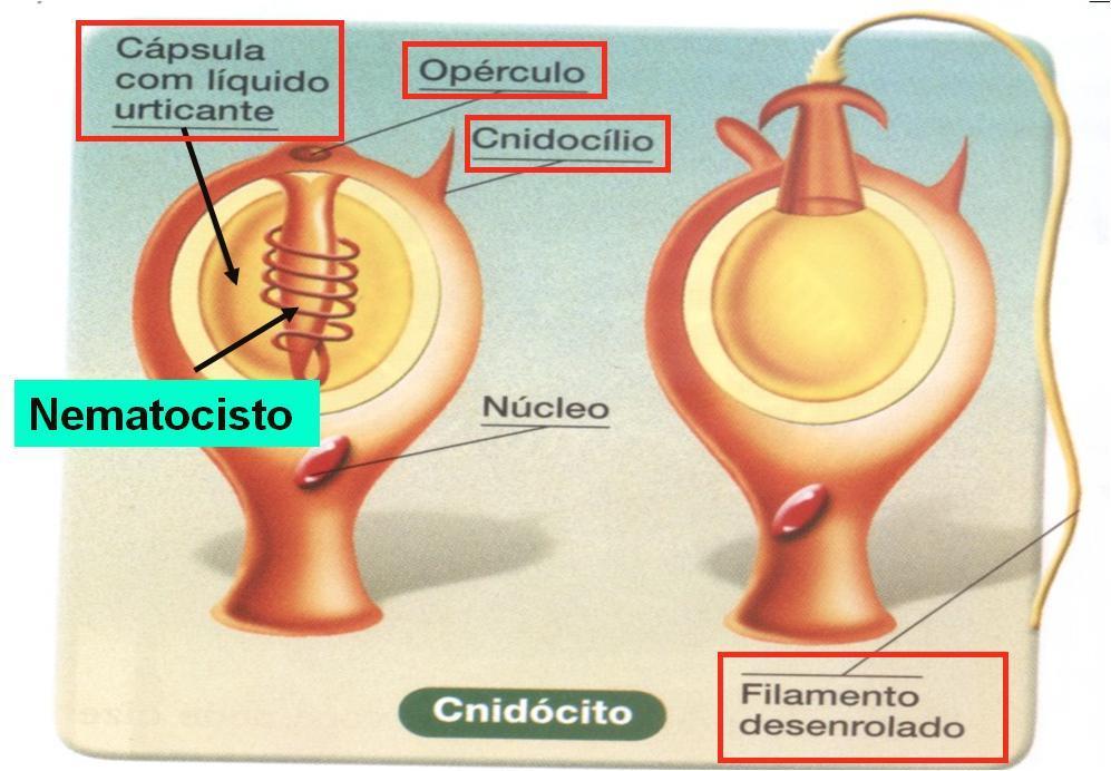 Cnidócito