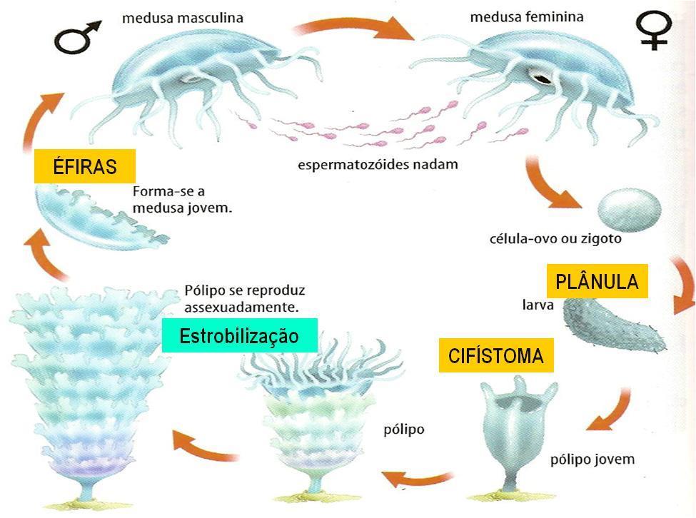 Metagênese e