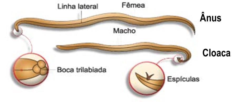 DIFERENÇAS ENTRE