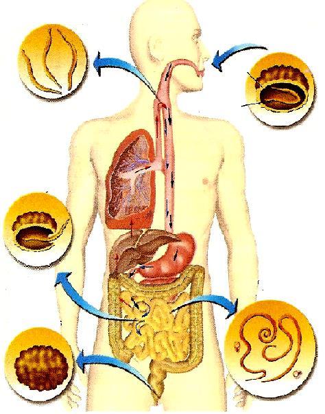ASCARIDÍASE NA TRAQUÉIA SÃO DEGLUTIDOS E RETORNAM PARA