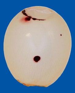 MANUAL DE MANEJO DE MATRIZES ROSS: Manejo de Ovos para Incubação na Granja A entrada do poro da superfície da casca do ovo é protegida pela cutícula, um fino revestimento proteico que permite a