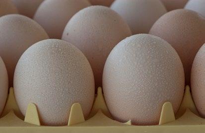 MANUAL DE MANEJO DE MATRIZES ROSS: Manejo de Ovos para Incubação na Granja Quadro 20: Relação entre a duração da armazenagem e a temperatura do local de armazenagem.