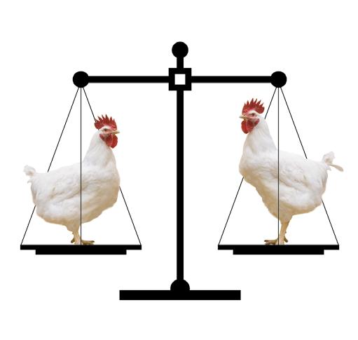 As aves com excesso ou falta de fleshing têm mais probabilidade de apresentar problemas de acasalamento e fertilidade, em algum momento.