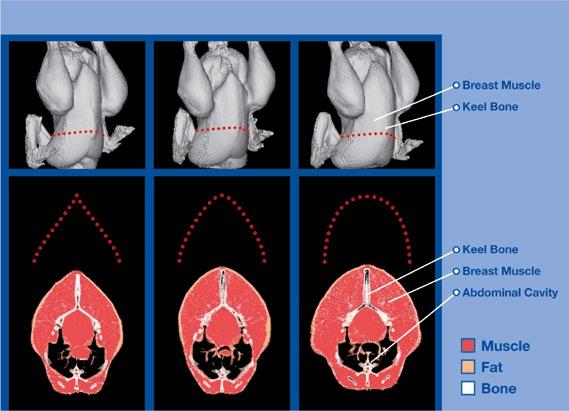 MANUAL DE MANEJO DE MATRIZES ROSS: Avaliação da Condição Física da ave Figura 79: Imagens obtidas com um aparelho de TC, que ilustram o sistema de pontuação de fleshing, ou da condição do peito, para