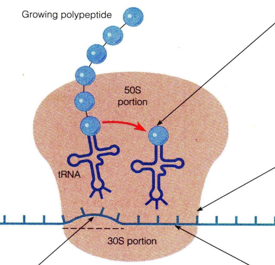 Inibidores da Síntese Protéica Tradução Oxazolidinona Linezolida- Liga-se a porção 50S e impede a ligação do RNAt ao complexo RNAm+ribossomo RNA mensageiro Polipeptídeo Cloranfenicol Liga-se a porção