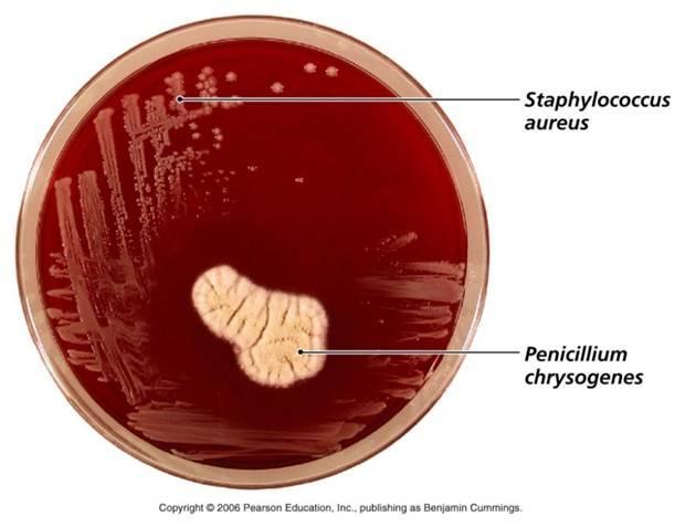 Penicillium notatum X S.