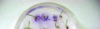 4 Metodologia para inoculação de Peronosclerospora sorghi e avaliação da resistência ao míldio em plântulas de sorgo abertas e mantidas em casa de vegetação durante 12 a 15 dias, até o aparecimento