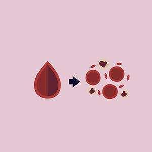 Ocorre o fracionamento do sangue total através de processos físicos como a centrifugação e o congelamento. O sangue é separado e origina os concentrados de hemácias, plasma e plaquetas a priori.