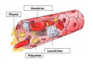 Hemocomponente Hemoterapia produtos provenientes a partir do sangue total por meio de processos físicos, como centrifugaão e congelamento.