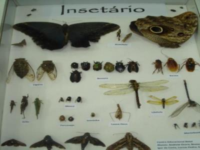 um insetário e um borboletário, que podem