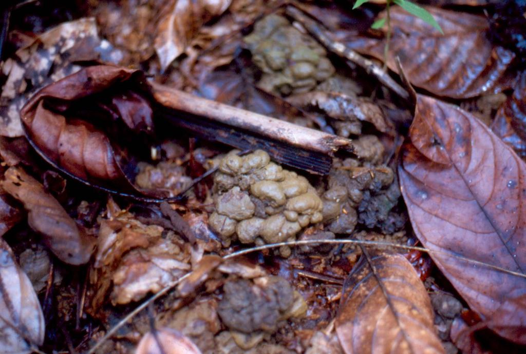 Coprólito (excremento) do minhocuçu: rico em