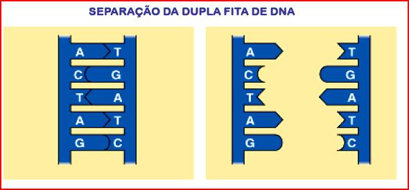 Replicação do DNA dupla