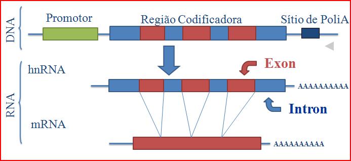 A estrutura de um gene de