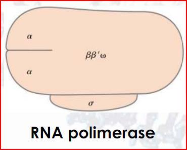Transcrição do DNA Apenas uma das fitas do DNA é utilizada como molde, portanto, a molécula de RNA sintetizada é complementar à fita de DNA que lhe deu origem e idêntica à outra fita de DNA, sendo as